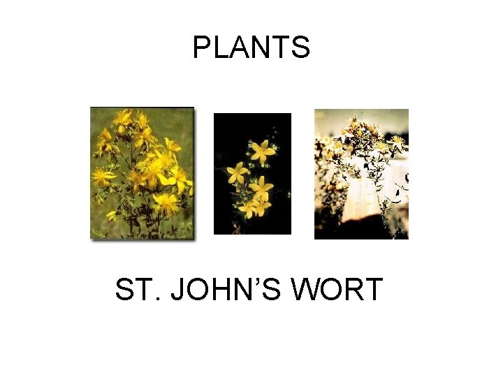 PLANTS ST. JOHN’S WORT 