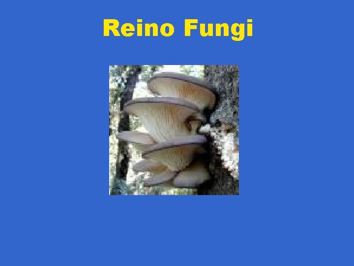 Reino Fungi 