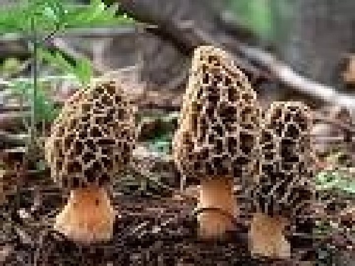 ASCOMYCOTA (ASCOMICETOS) APRESENTAM ASCOS (BOLSAS DE ESPOROS) ALGUNS APRESENTAM CORPO DE FRUTIFICAÇÃO (ASCOCARPO) COM