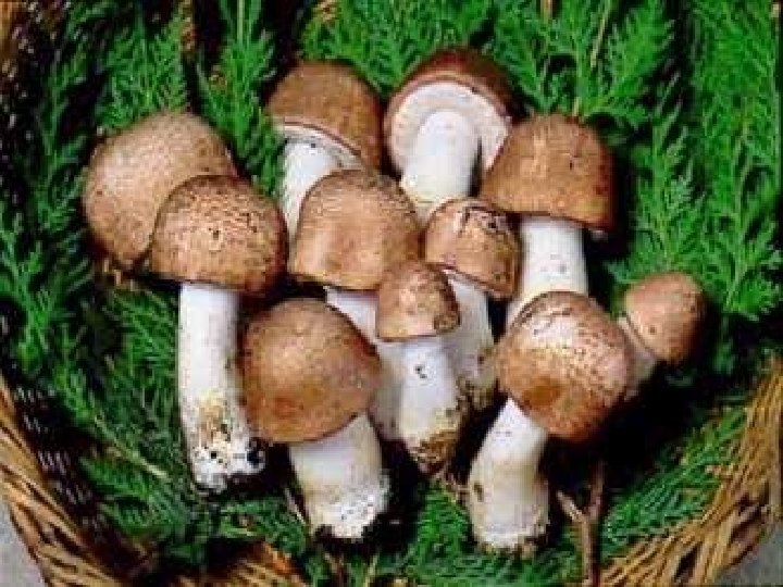 BASIDIOMYCOTA (BASIDIOMICETOS) FORMAM BASÍDIOS (ORIGEM DOS ESPOROS) COM ESPOROS (BASIDIÓSPOROS) COM HIFAS SEPTADAS COM