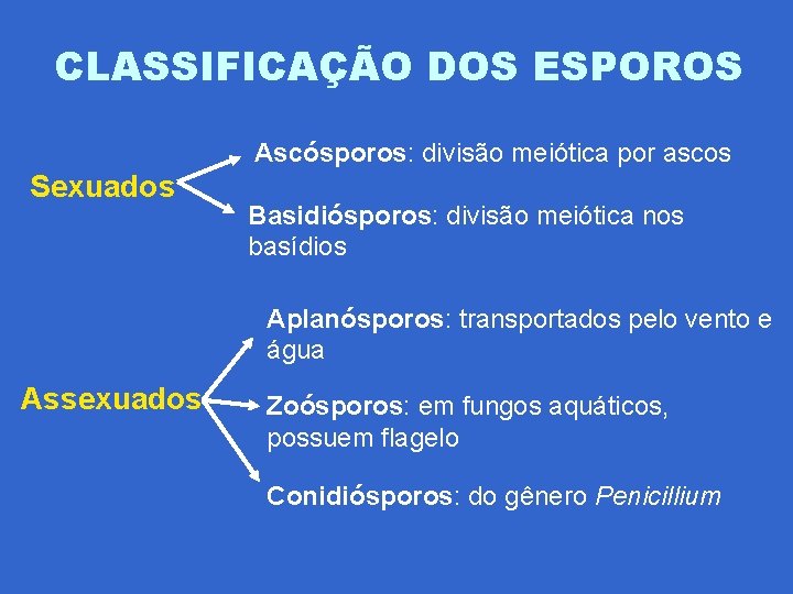 CLASSIFICAÇÃO DOS ESPOROS Ascósporos: divisão meiótica por ascos Sexuados Basidiósporos: divisão meiótica nos basídios