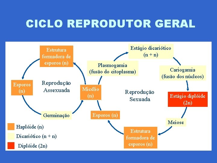 CICLO REPRODUTOR GERAL Estrutura formadora de esporos (n) Esporos (n) Reprodução Assexuada Germinação Haplóide