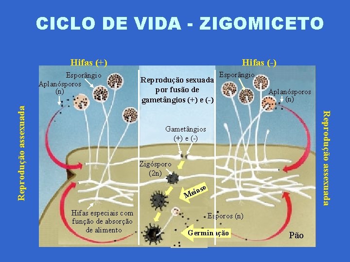 CICLO DE VIDA - ZIGOMICETO Hifas (+) Reprodução sexuada por fusão de gametângios (+)