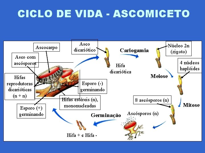 CICLO DE VIDA - ASCOMICETO Ascocarpo Asco dicariótico Asco com ascósporos Hifas reprodutoras dicarióticas
