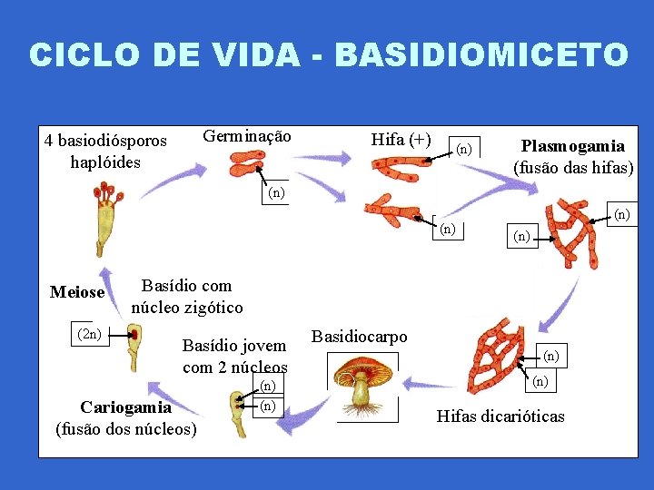 CICLO DE VIDA - BASIDIOMICETO Germinação 4 basiodiósporos haplóides Hifa (+) (n) Plasmogamia (fusão