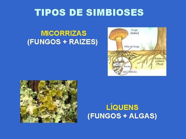 TIPOS DE SIMBIOSES MICORRIZAS (FUNGOS + RAIZES) LÍQUENS (FUNGOS + ALGAS) 