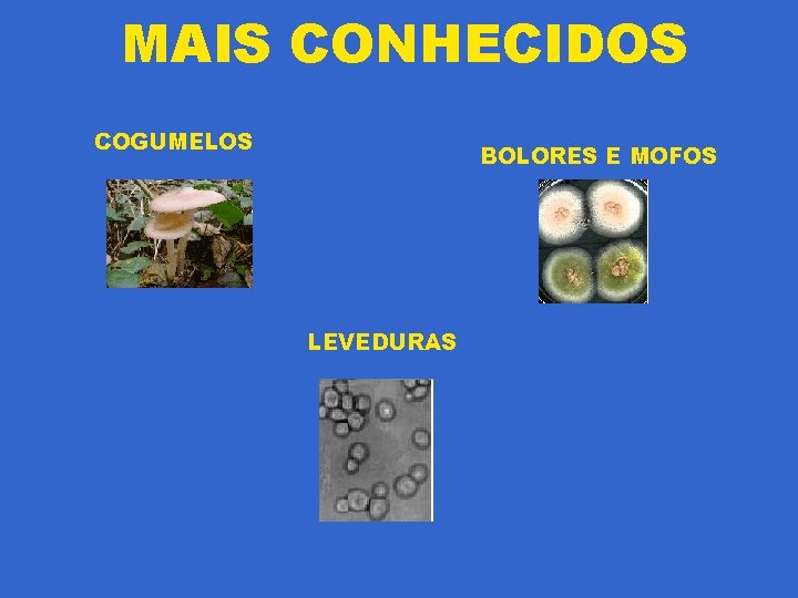 MAIS CONHECIDOS COGUMELOS BOLORES E MOFOS LEVEDURAS 