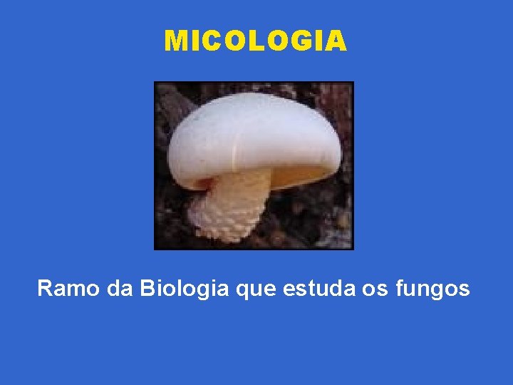 MICOLOGIA Ramo da Biologia que estuda os fungos 