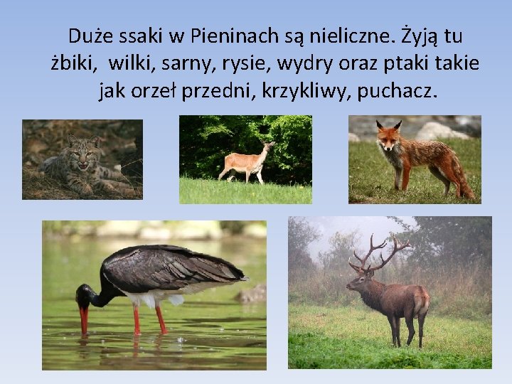 Duże ssaki w Pieninach są nieliczne. Żyją tu żbiki, wilki, sarny, rysie, wydry oraz