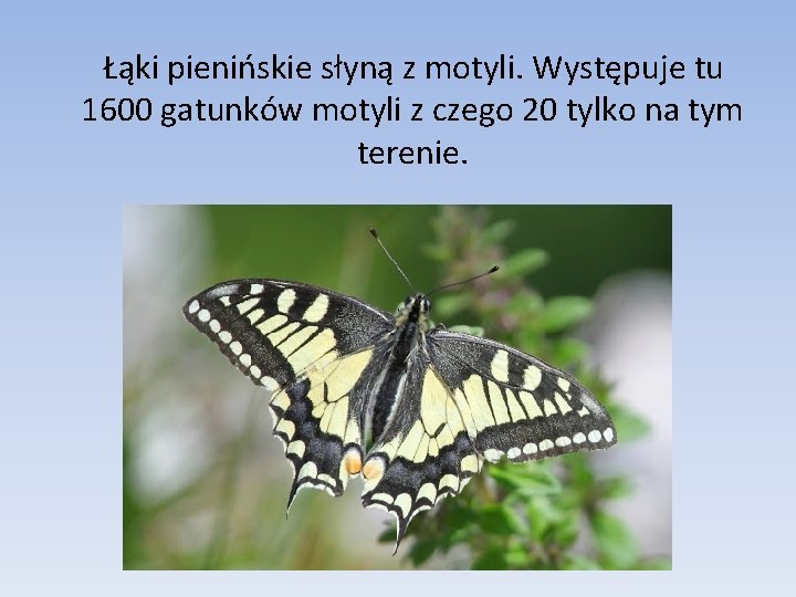 Łąki pienińskie słyną z motyli. Występuje tu 1600 gatunków motyli z czego 20 tylko
