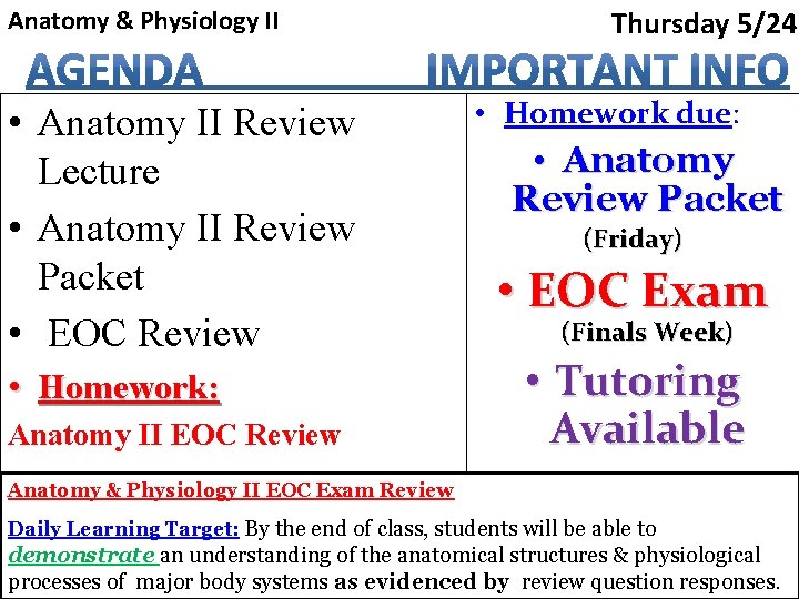 Anatomy & Physiology II • Anatomy II Review Lecture • Anatomy II Review Packet