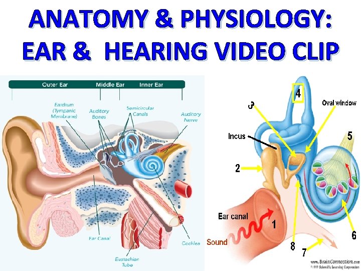 ANATOMY & PHYSIOLOGY: EAR & HEARING VIDEO CLIP 