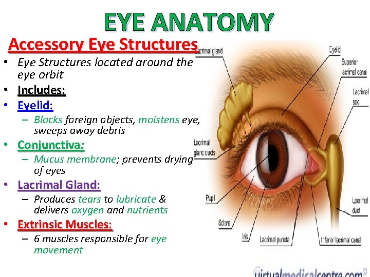 EYE ANATOMY Accessory Eye Structures • Eye Structures located around the eye orbit •