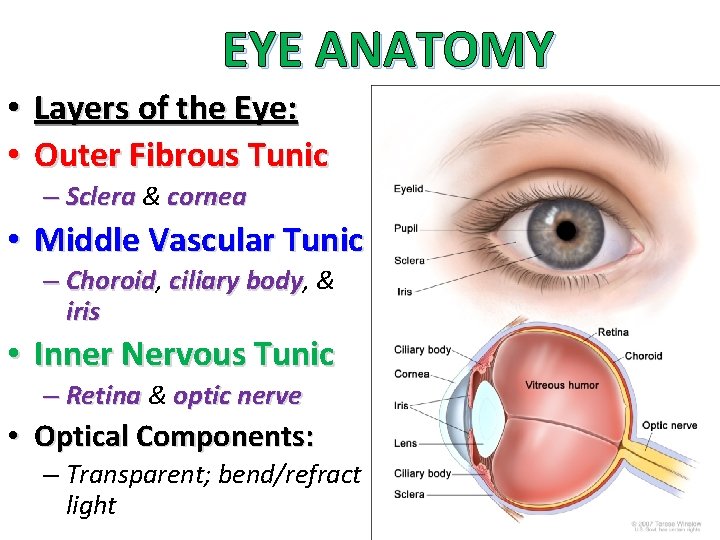 EYE ANATOMY • Layers of the Eye: • Outer Fibrous Tunic – Sclera &