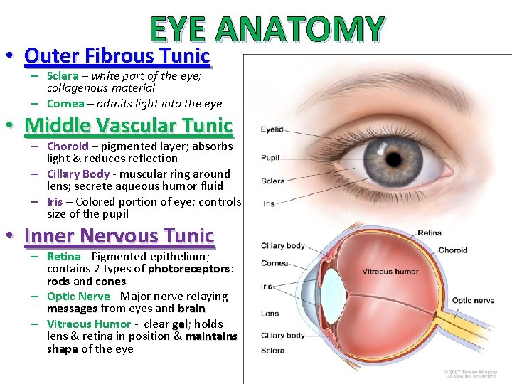 EYE ANATOMY • Outer Fibrous Tunic – Sclera – white part of the eye;