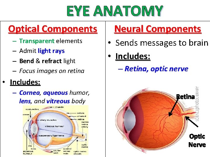 EYE ANATOMY Optical Components Neural Components Transparent elements Admit light rays Bend & refract