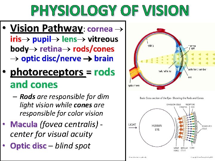 PHYSIOLOGY OF VISION • Vision Pathway: cornea iris pupil lens vitreous body retina rods/cones