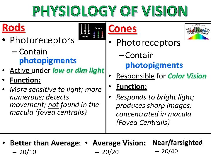 Rods PHYSIOLOGY OF VISION Cones • Photoreceptors – Contain photopigments • Photoreceptors • Active