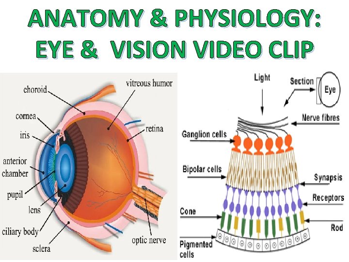 ANATOMY & PHYSIOLOGY: EYE & VISION VIDEO CLIP 