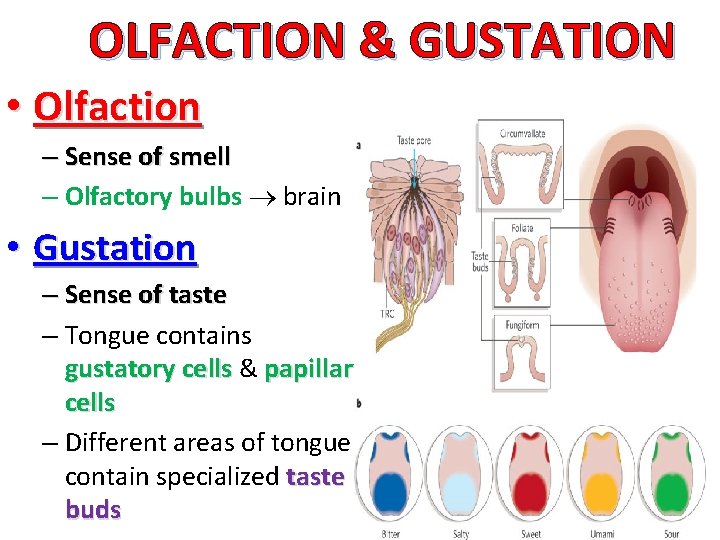 OLFACTION & GUSTATION • Olfaction – Sense of smell – Olfactory bulbs brain •