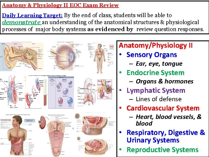 Anatomy & Physiology II EOC Exam Review Daily Learning Target: By the end of