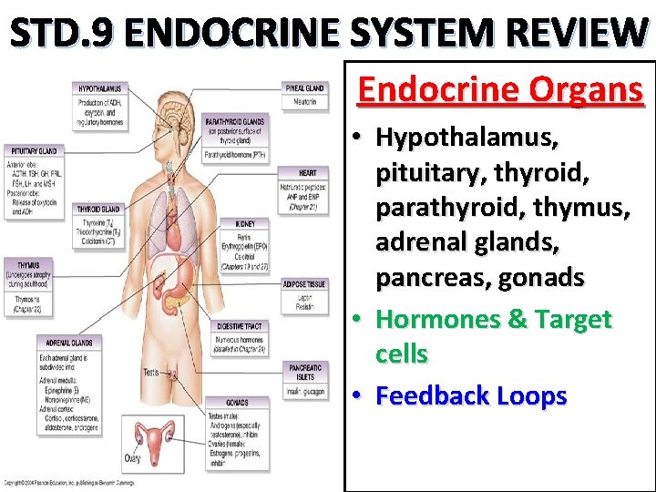 STD. 9 ENDOCRINE SYSTEM REVIEW Endocrine Organs • Hypothalamus, pituitary, thyroid, parathyroid, thymus, adrenal