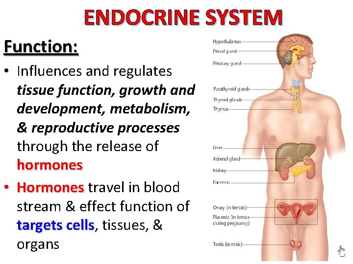 ENDOCRINE SYSTEM Function: • Influences and regulates tissue function, growth and development, metabolism, &