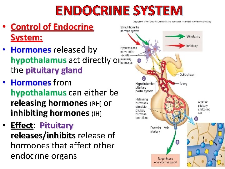 ENDOCRINE SYSTEM • Control of Endocrine System: • Hormones released by hypothalamus act directly