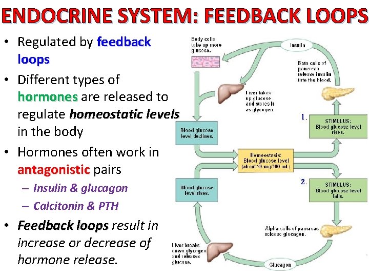 ENDOCRINE SYSTEM: FEEDBACK LOOPS • Regulated by feedback loops • Different types of hormones