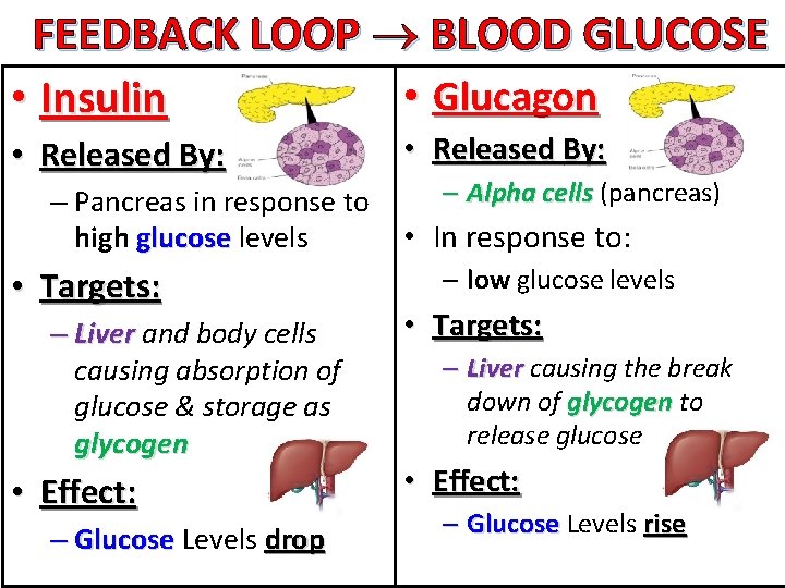 FEEDBACK LOOP BLOOD GLUCOSE • Glucagon • Insulin • Released By: – Pancreas in