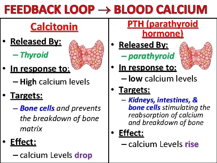 FEEDBACK LOOP BLOOD CALCIUM Calcitonin • Released By: – Thyroid • In response to: