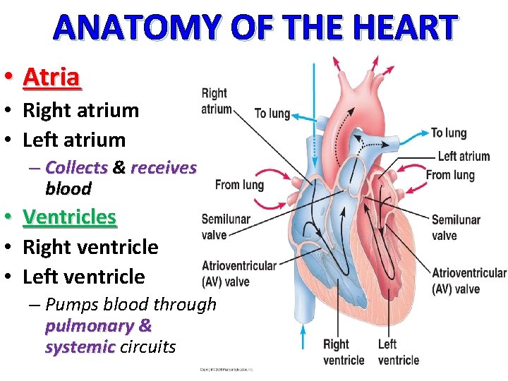 ANATOMY OF THE HEART • Atria • Right atrium • Left atrium – Collects