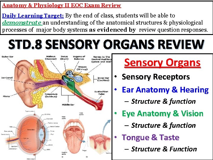 Anatomy & Physiology II EOC Exam Review Daily Learning Target: By the end of
