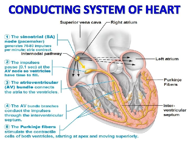 CONDUCTING SYSTEM OF HEART 