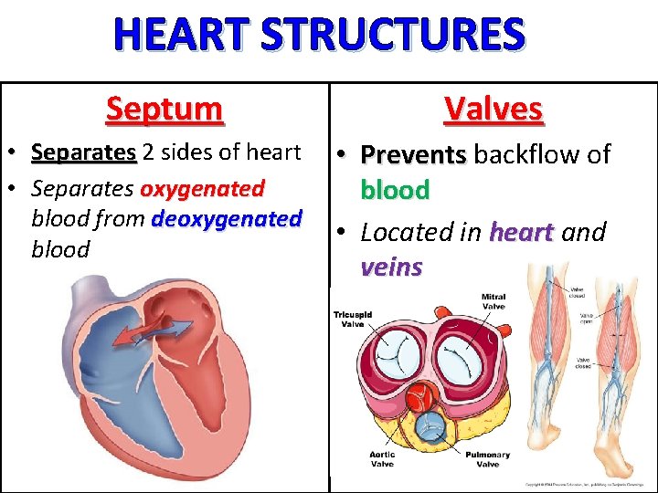 HEART STRUCTURES Septum • Separates 2 sides of heart • Separates oxygenated blood from