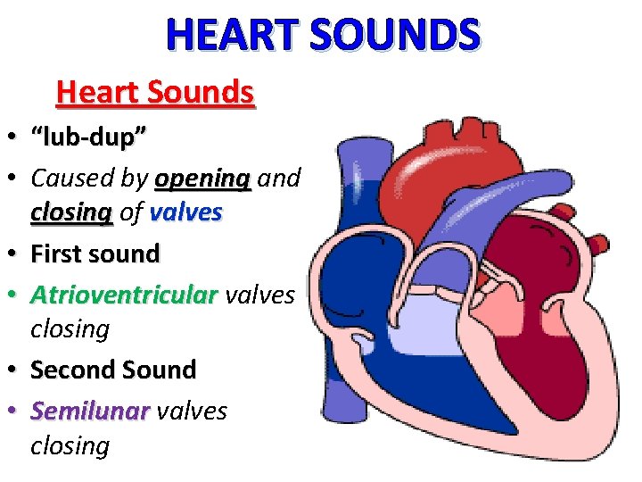HEART SOUNDS Heart Sounds • “lub-dup” • Caused by opening and closing of valves