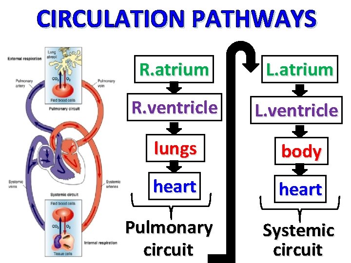 CIRCULATION PATHWAYS R. atrium L. atrium R. ventricle L. ventricle lungs body heart Pulmonary