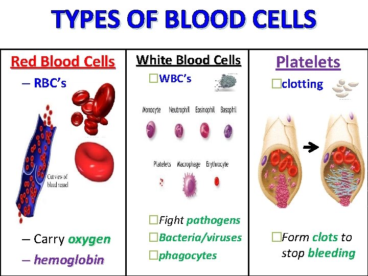 TYPES OF BLOOD CELLS Red Blood Cells – RBC’s – Carry oxygen – hemoglobin