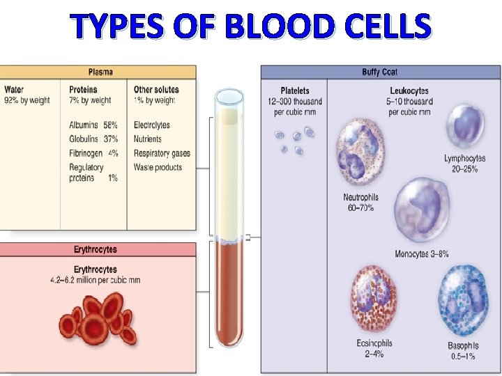 TYPES OF BLOOD CELLS 