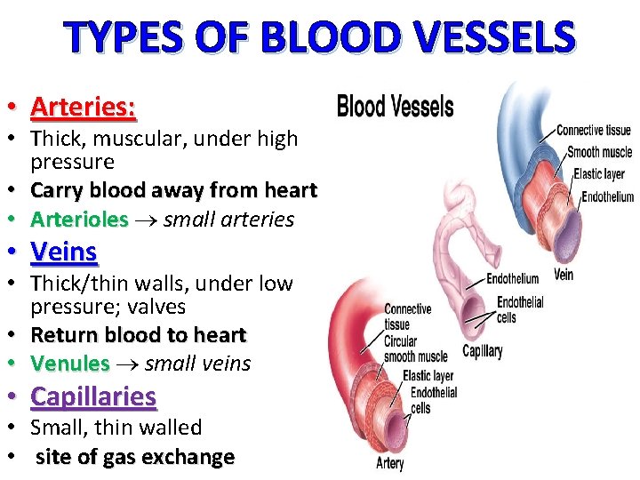 TYPES OF BLOOD VESSELS • Arteries: • Thick, muscular, under high pressure • Carry