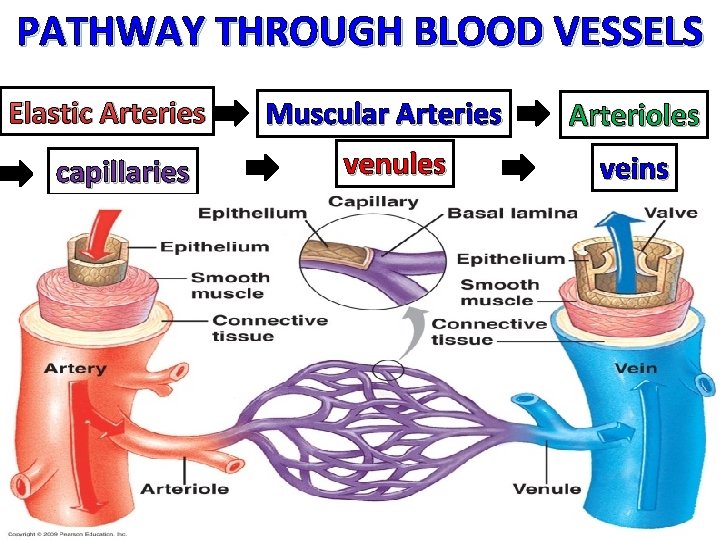 PATHWAY THROUGH BLOOD VESSELS Elastic Arteries capillaries Muscular Arteries venules Arterioles veins 