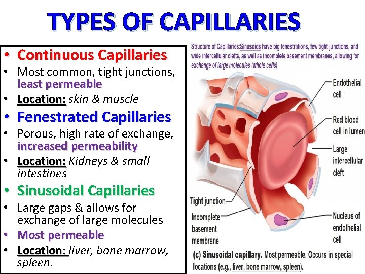 TYPES OF CAPILLARIES • Continuous Capillaries • Most common, tight junctions, least permeable •
