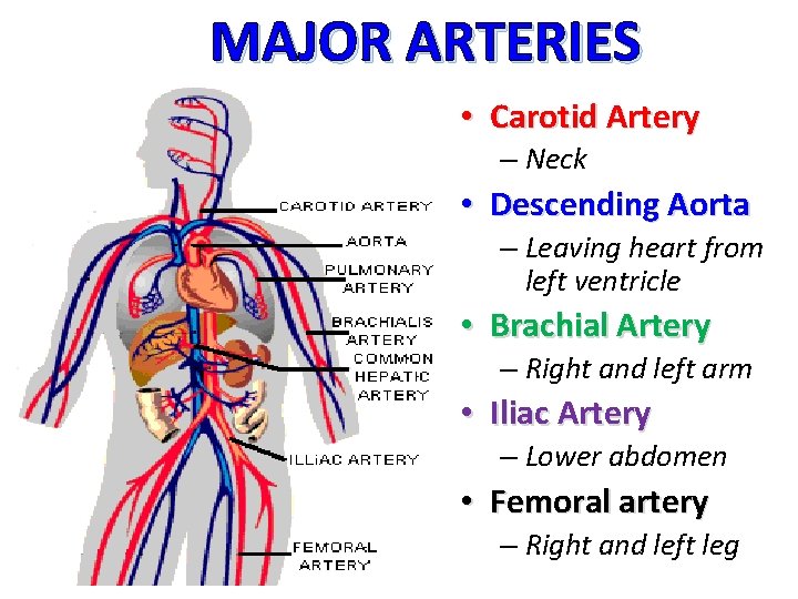 MAJOR ARTERIES • Carotid Artery – Neck • Descending Aorta – Leaving heart from