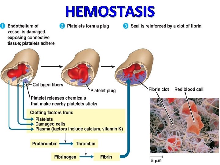 HEMOSTASIS 
