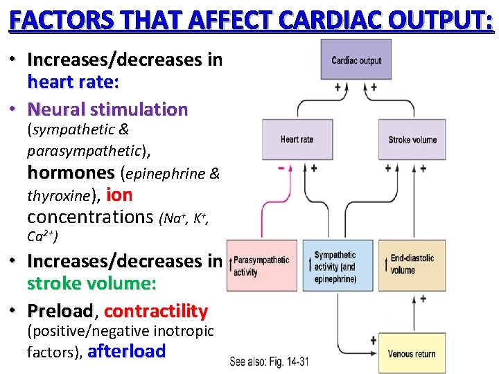 FACTORS THAT AFFECT CARDIAC OUTPUT: • Increases/decreases in heart rate: • Neural stimulation (sympathetic