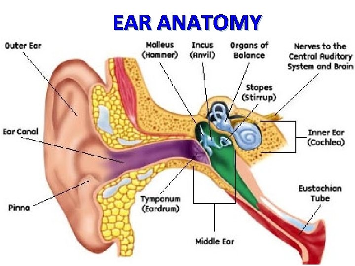 EAR ANATOMY 