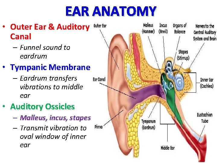 EAR ANATOMY • Outer Ear & Auditory Canal – Funnel sound to eardrum •