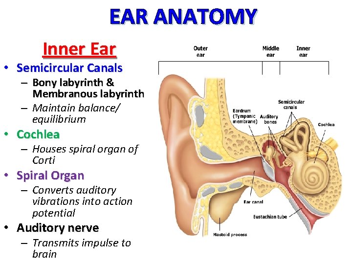EAR ANATOMY Inner Ear • Semicircular Canals – Bony labyrinth & Membranous labyrinth –