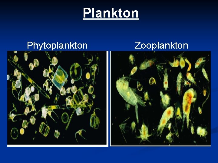 Plankton Phytoplankton Zooplankton 
