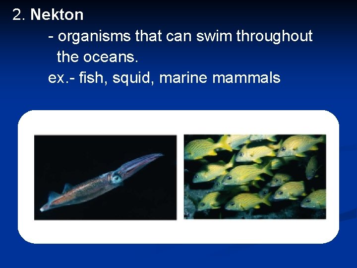 2. Nekton - organisms that can swim throughout the oceans. ex. - fish, squid,